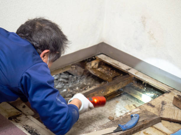 Best Mold Removal for HVAC Installations  in Highland Lakes, AL